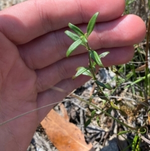 Opercularia diphylla at Mount Gray Recreation Reserve, Goulburn - 30 Mar 2024 01:53 PM