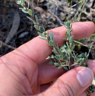 Brachyloma daphnoides (Daphne Heath) at Gorman Road Bush Reserve, Goulburn - 30 Mar 2024 by Tapirlord