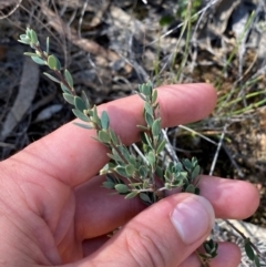 Brachyloma daphnoides at Gorman Road Bush Reserve, Goulburn - 30 Mar 2024 01:53 PM