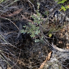 Brachyloma daphnoides at Gorman Road Bush Reserve, Goulburn - 30 Mar 2024 01:53 PM