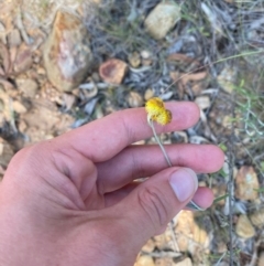 Chrysocephalum apiculatum (Common Everlasting) at Gorman Road Bush Reserve, Goulburn - 30 Mar 2024 by Tapirlord