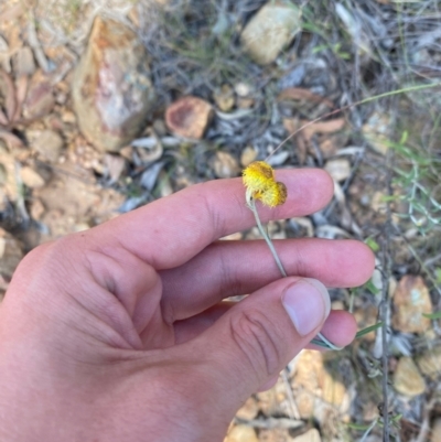 Chrysocephalum apiculatum (Common Everlasting) at Gorman Road Bush Reserve, Goulburn - 30 Mar 2024 by Tapirlord