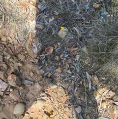 Chrysocephalum apiculatum at Gorman Road Bush Reserve, Goulburn - 30 Mar 2024 01:52 PM