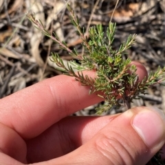 Dillwynia sericea (Egg And Bacon Peas) at Gorman Road Bush Reserve, Goulburn - 30 Mar 2024 by Tapirlord