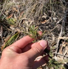 Dillwynia sericea at Gorman Road Bush Reserve, Goulburn - 30 Mar 2024