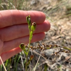 Speculantha rubescens (Blushing Tiny Greenhood) at Governers Hill Recreation Reserve - 30 Mar 2024 by Tapirlord