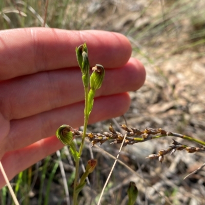 Speculantha rubescens (Blushing Tiny Greenhood) at Governers Hill Recreation Reserve - 30 Mar 2024 by Tapirlord