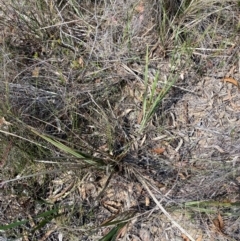 Dianella revoluta var. revoluta (Black-Anther Flax Lily) at Gorman Road Bush Reserve, Goulburn - 30 Mar 2024 by Tapirlord