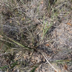 Dianella revoluta var. revoluta at Gorman Road Bush Reserve, Goulburn - 30 Mar 2024 01:50 PM