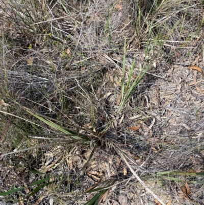 Dianella revoluta var. revoluta (Black-Anther Flax Lily) at Goulburn, NSW - 30 Mar 2024 by Tapirlord