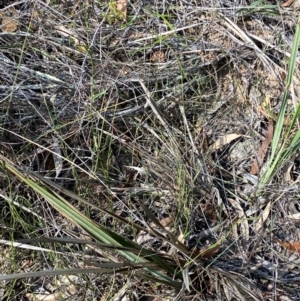 Dianella revoluta var. revoluta at Gorman Road Bush Reserve, Goulburn - 30 Mar 2024