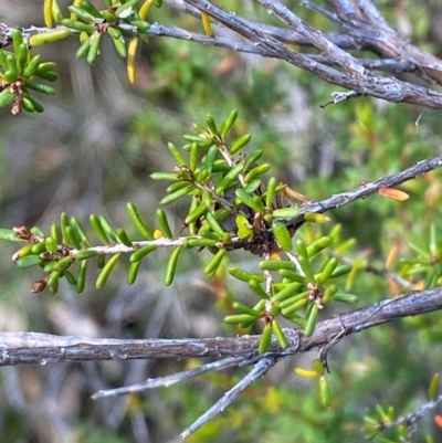 Calytrix tetragona (Common Fringe-myrtle) at Goulburn, NSW - 30 Mar 2024 by Tapirlord