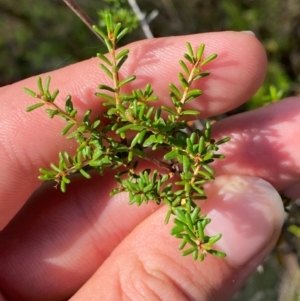 Calytrix tetragona at Gorman Road Bush Reserve, Goulburn - 30 Mar 2024