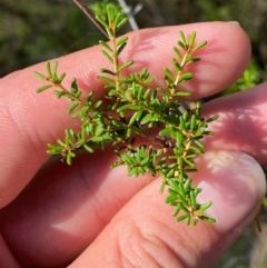 Calytrix tetragona at Gorman Road Bush Reserve, Goulburn - 30 Mar 2024 01:50 PM