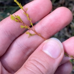 Calytrix tetragona at Gorman Road Bush Reserve, Goulburn - 30 Mar 2024 01:50 PM