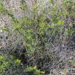 Calytrix tetragona at Gorman Road Bush Reserve, Goulburn - 30 Mar 2024