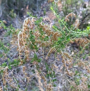 Cassinia sifton at Mount Gray Recreation Reserve, Goulburn - 30 Mar 2024