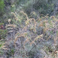 Cassinia sifton at Mount Gray Recreation Reserve, Goulburn - 30 Mar 2024