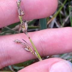 Lepidosperma laterale (Variable Sword Sedge) at Goulburn Mulwaree Council - 30 Mar 2024 by Tapirlord