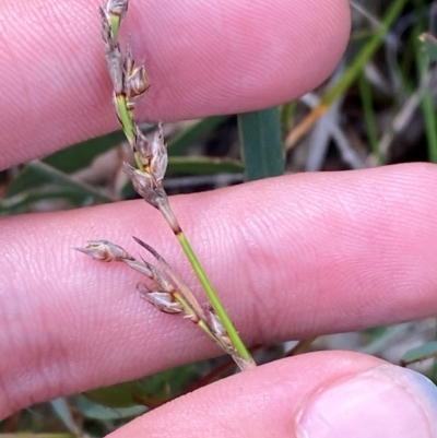 Lepidosperma laterale (Variable Sword Sedge) at Governers Hill Recreation Reserve - 30 Mar 2024 by Tapirlord