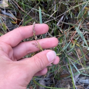 Lepidosperma laterale at Gorman Road Bush Reserve, Goulburn - 30 Mar 2024