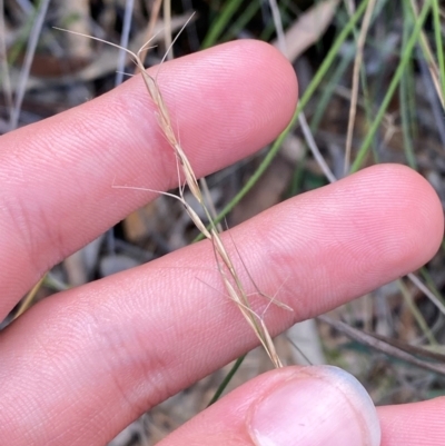 Aristida ramosa (Purple Wire Grass) at Gorman Road Bush Reserve, Goulburn - 30 Mar 2024 by Tapirlord