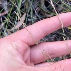 Aristida ramosa at Gorman Road Bush Reserve, Goulburn - 30 Mar 2024