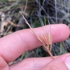 Themeda triandra (Kangaroo Grass) at Gorman Road Bush Reserve, Goulburn - 30 Mar 2024 by Tapirlord