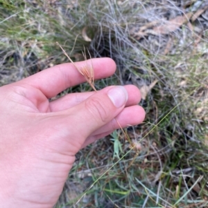 Themeda triandra at Gorman Road Bush Reserve, Goulburn - 30 Mar 2024