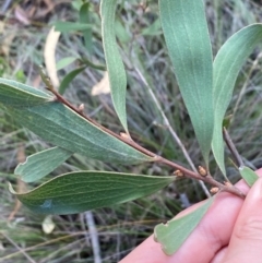 Hakea dactyloides (Finger Hakea) at Governers Hill Recreation Reserve - 30 Mar 2024 by Tapirlord