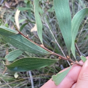 Hakea dactyloides at Mount Gray Recreation Reserve, Goulburn - 30 Mar 2024 01:48 PM