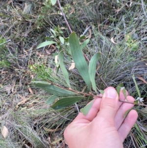 Hakea dactyloides at Mount Gray Recreation Reserve, Goulburn - 30 Mar 2024 01:48 PM