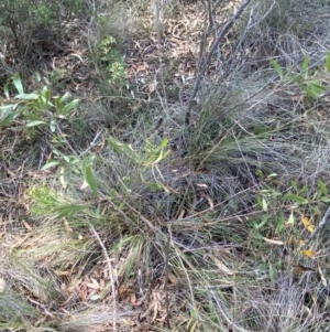 Hakea dactyloides at Mount Gray Recreation Reserve, Goulburn - 30 Mar 2024 01:48 PM