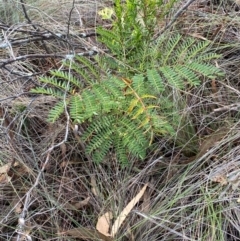 Acacia terminalis (Sunshine Wattle) at Gorman Road Bush Reserve, Goulburn - 30 Mar 2024 by Tapirlord