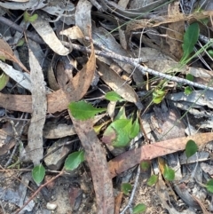 Goodenia hederacea subsp. hederacea (Ivy Goodenia, Forest Goodenia) at Gorman Road Bush Reserve, Goulburn - 30 Mar 2024 by Tapirlord