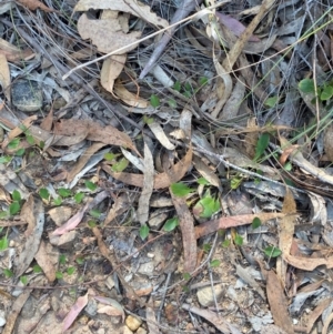 Goodenia hederacea subsp. hederacea at Gorman Road Bush Reserve, Goulburn - 30 Mar 2024 01:48 PM