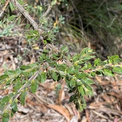 Acacia paradoxa (Kangaroo Thorn) at Governers Hill Recreation Reserve - 30 Mar 2024 by Tapirlord