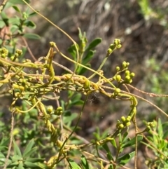 Cassytha pubescens (Devil's Twine) at Goulburn, NSW - 30 Mar 2024 by Tapirlord