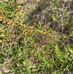 Cassytha pubescens at Goulburn, NSW - 30 Mar 2024 01:47 PM