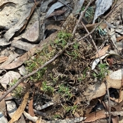 Lomandra obliqua (Twisted Matrush) at Goulburn Mulwaree Council - 30 Mar 2024 by Tapirlord