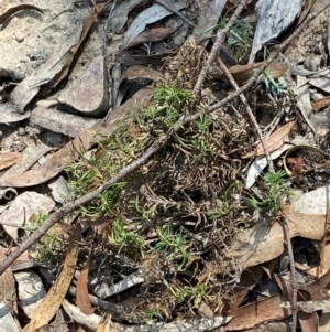 Lomandra obliqua at Gorman Road Bush Reserve, Goulburn - 30 Mar 2024