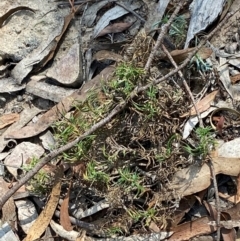 Lomandra obliqua at Gorman Road Bush Reserve, Goulburn - 30 Mar 2024