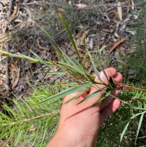 Stypandra glauca at Gorman Road Bush Reserve, Goulburn - 30 Mar 2024 01:45 PM