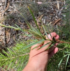 Stypandra glauca at Gorman Road Bush Reserve, Goulburn - 30 Mar 2024 01:45 PM