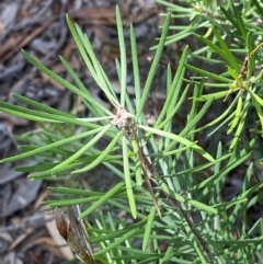 Persoonia linearis (Narrow-leaved Geebung) at Governers Hill Recreation Reserve - 30 Mar 2024 by Tapirlord
