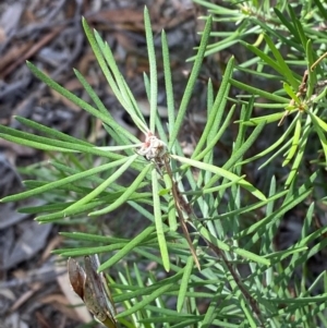 Persoonia linearis at Mount Gray Recreation Reserve, Goulburn - 30 Mar 2024