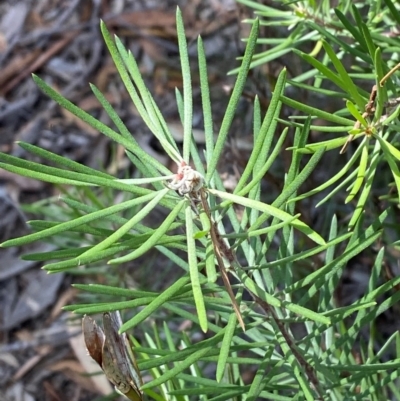 Persoonia linearis (Narrow-leaved Geebung) at Governers Hill Recreation Reserve - 30 Mar 2024 by Tapirlord