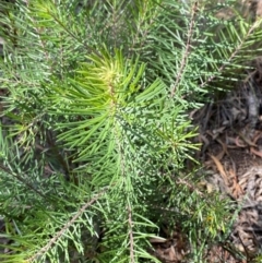 Persoonia linearis at Mount Gray Recreation Reserve, Goulburn - 30 Mar 2024 01:45 PM