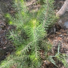 Persoonia linearis at Mount Gray Recreation Reserve, Goulburn - 30 Mar 2024