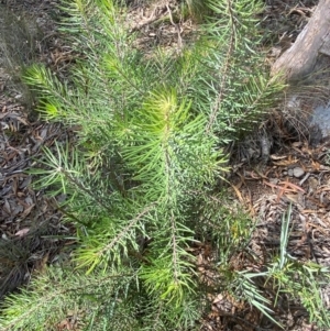 Persoonia linearis at Mount Gray Recreation Reserve, Goulburn - 30 Mar 2024 01:45 PM